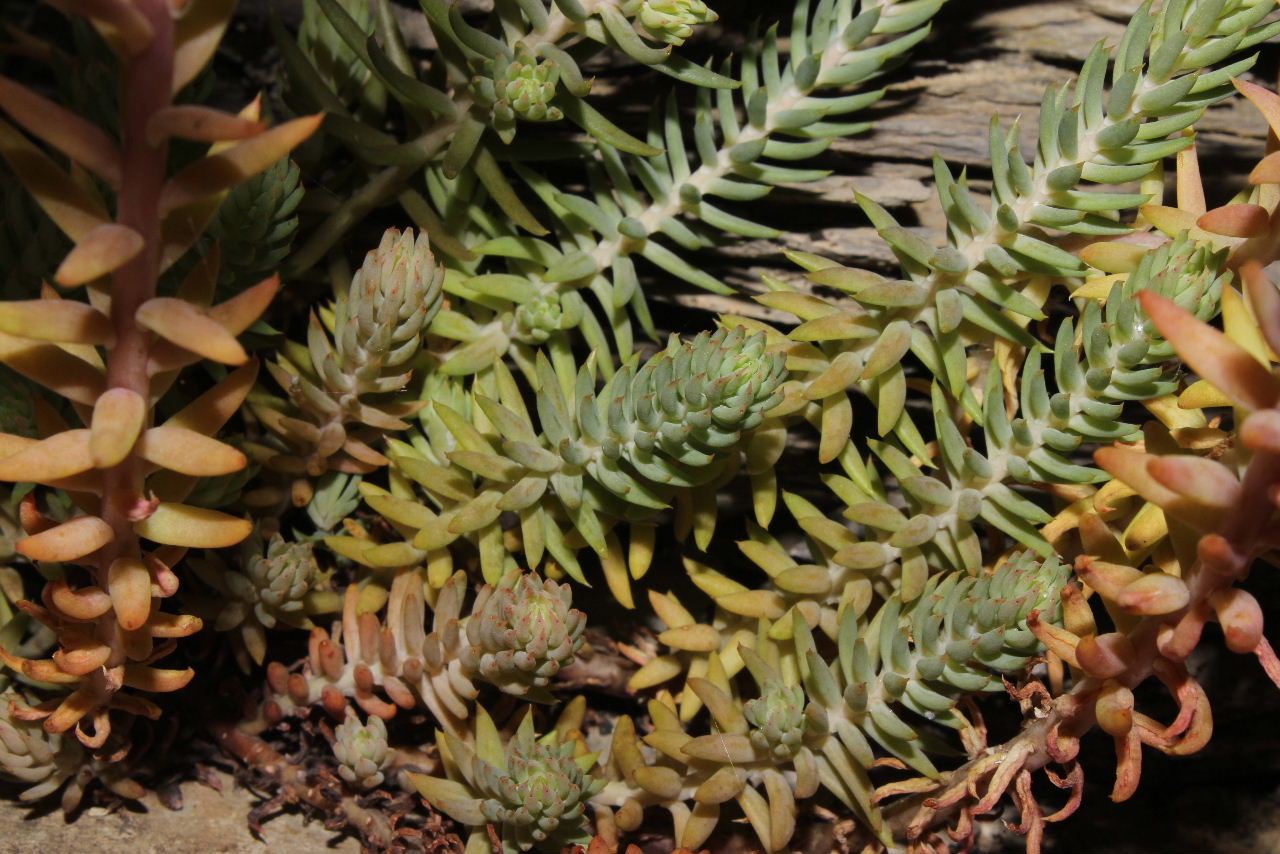 Sedum da determinare - Sedum cfr. rupestre